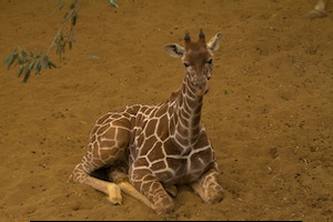 Whipsnade Zoo