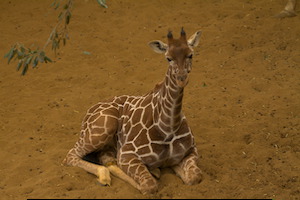 Whipsnade Zoo