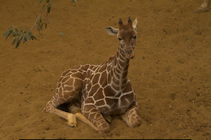 Whipsnade Zoo