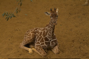 Whipsnade Zoo