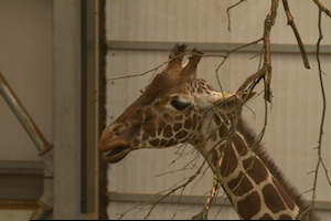 Whipsnade Zoo
