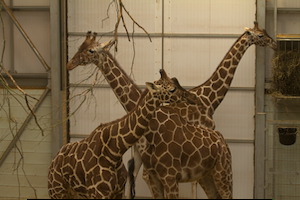 Whipsnade Zoo