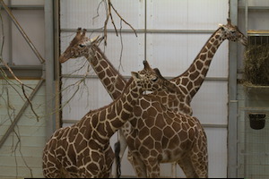 Whipsnade Zoo