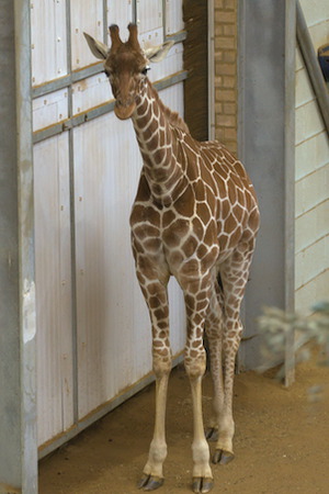 Whipsnade Zoo