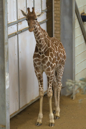 Whipsnade Zoo