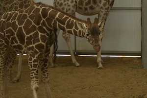 Whipsnade Zoo