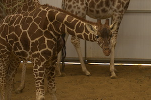 Whipsnade Zoo