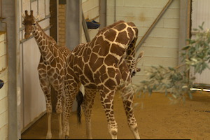 Whipsnade Zoo