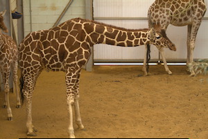 Whipsnade Zoo