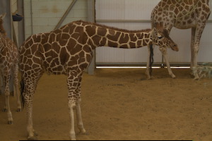 Whipsnade Zoo