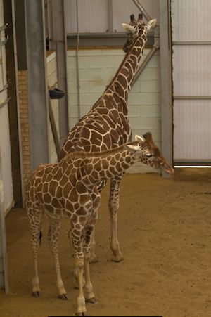 Whipsnade Zoo