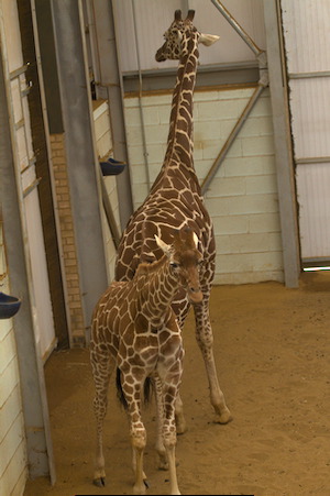 Whipsnade Zoo