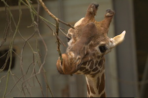 Whipsnade Zoo