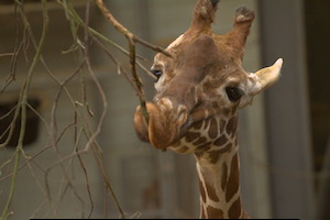 Whipsnade Zoo