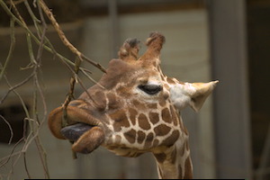 Whipsnade Zoo