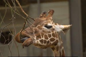 Whipsnade Zoo