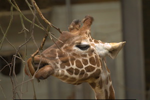 Whipsnade Zoo