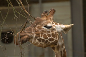 Whipsnade Zoo
