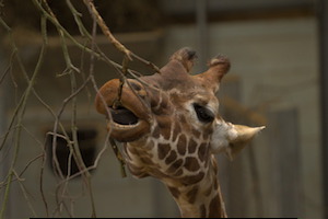 Whipsnade Zoo