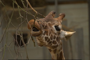Whipsnade Zoo