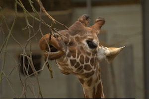 Whipsnade Zoo
