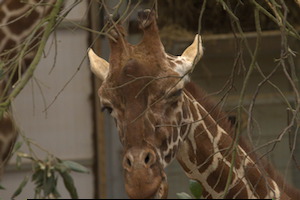 Whipsnade Zoo