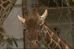 Whipsnade Zoo