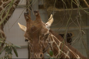 Whipsnade Zoo