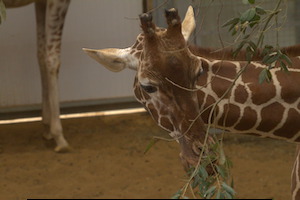 Whipsnade Zoo