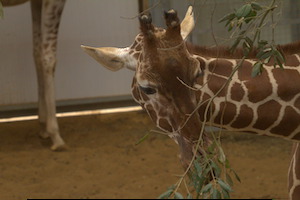 Whipsnade Zoo