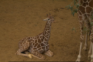 Whipsnade Zoo