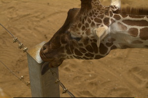 Whipsnade Zoo