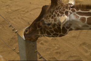 Whipsnade Zoo