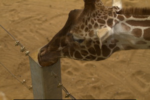 Whipsnade Zoo
