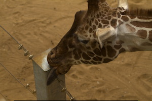 Whipsnade Zoo