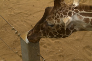 Whipsnade Zoo