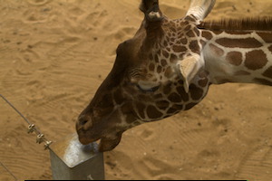 Whipsnade Zoo