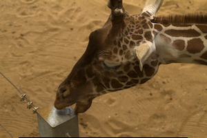 Whipsnade Zoo