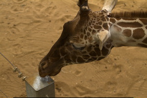 Whipsnade Zoo
