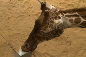 Whipsnade Zoo