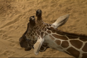 Whipsnade Zoo