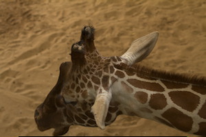 Whipsnade Zoo