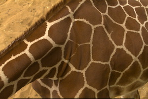 Whipsnade Zoo