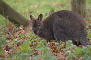 Whipsnade Zoo