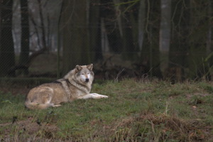 Whipsnade Zoo