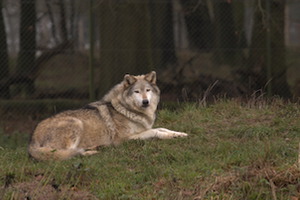 Whipsnade Zoo