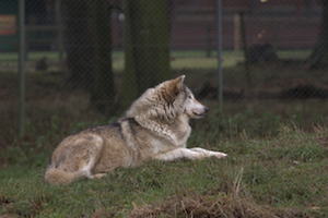 Whipsnade Zoo