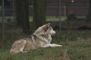 Whipsnade Zoo