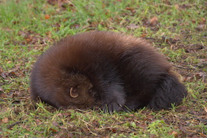 Whipsnade Zoo