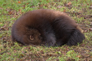 Whipsnade Zoo